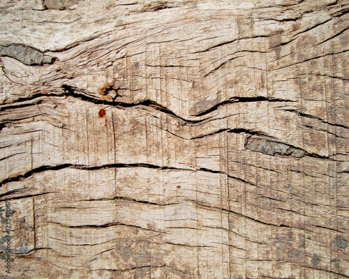 a very natural sharp wood photo from nature
