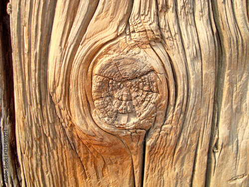 a very natural sharp wood photo from nature