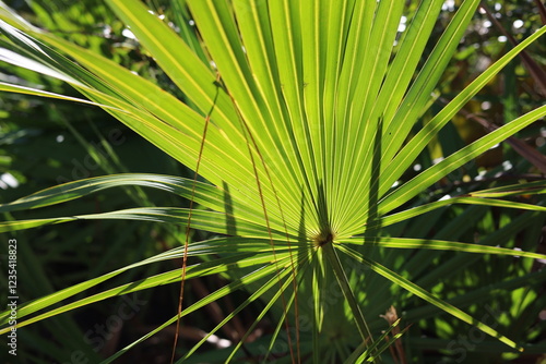 Backlit tropical plant leaves with sunlight shining through photo