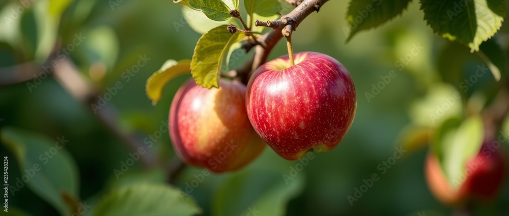 A ripe, juicy apple on a tree branch, surrounded by green leaves A ripe, juicy apple on a tree branch, surrounded by green leaves