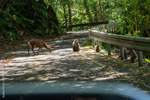 屋久島の西部林道のヤクシカとヤクシマザル