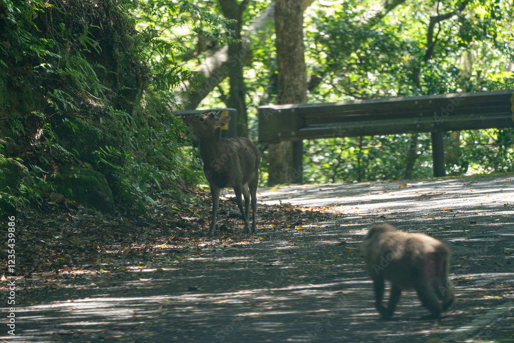 屋久島の西部林道のヤクシカとヤクシマザル