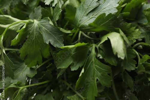 Fresh parsley leaves as background, closeup view photo