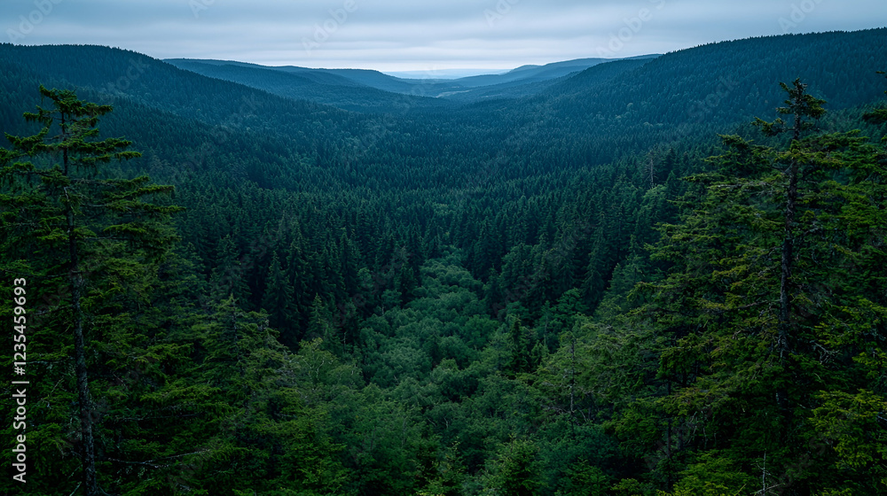 Fototapeta premium Mountainous forest valley at dusk, nature background