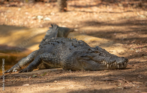 Saltwater Crocodile sunning itself on the bank of a river