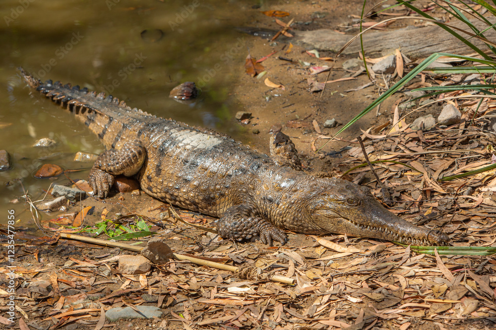Australian Freshwater Crocodile sunning itself on the bank of a river Australian Freshwater Crocodile sunning itself on the bank of a river