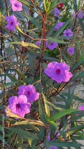 Purple kencana flower or ruellia tuberosa blooming in front of the house photo