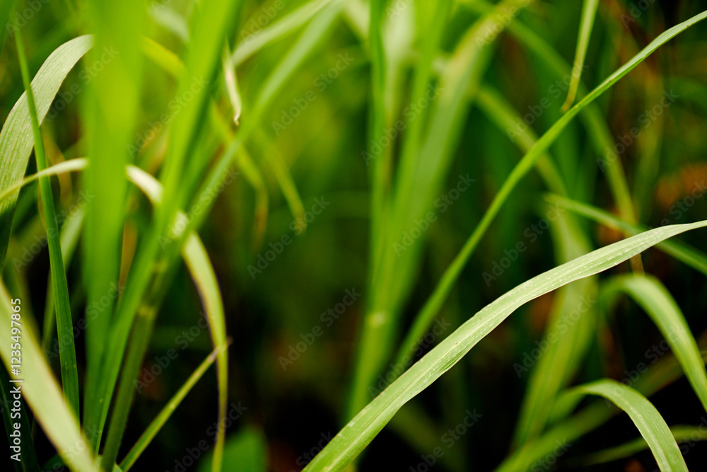 Environment, grass and growth in nature, countryside and sustainability of woods with plants and closeup. Outdoor, travel and fresh air in location with scenery, destination and peaceful in forest Environment, grass and growth in nature, countryside and sustainability of woods with plants and closeup. Outdoor, travel and fresh air in location with scenery, destination and peaceful in forest