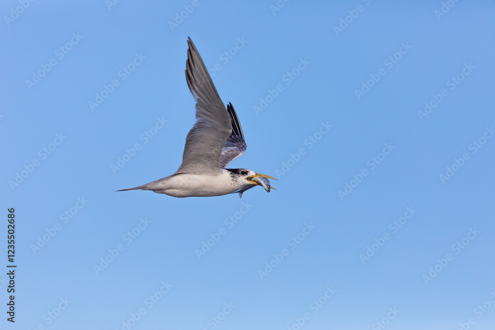 Crested Turn returning to nesting area from feeding grounds with a small bait fish in its beak.