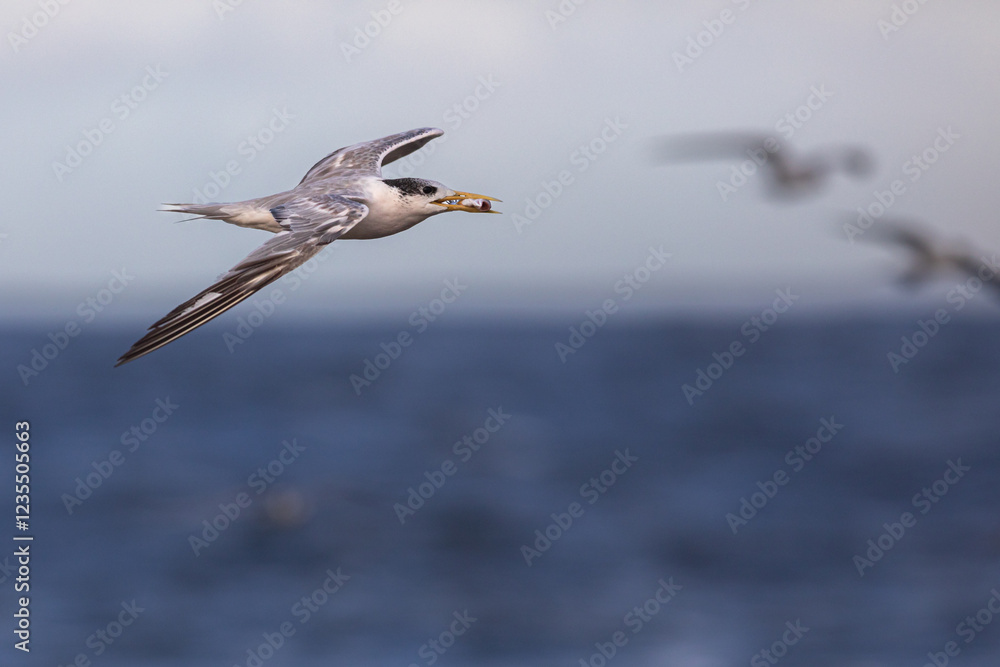 Obraz premium Crested Turn returning to nesting area from feeding grounds with a small bait fish in its beak.
