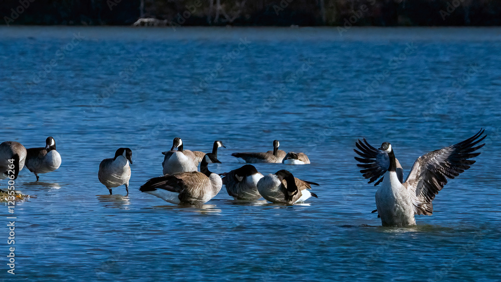 Fototapeta premium Canada goose spreading wings for bathing and relaxing.