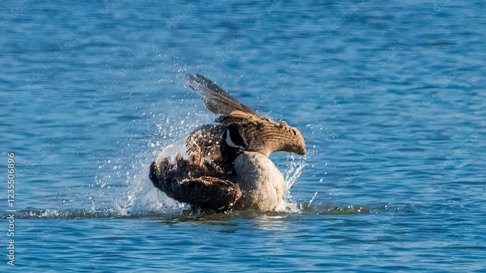 Fototapeta premium Canada goose taking a bath in the lake after a long migration trip.