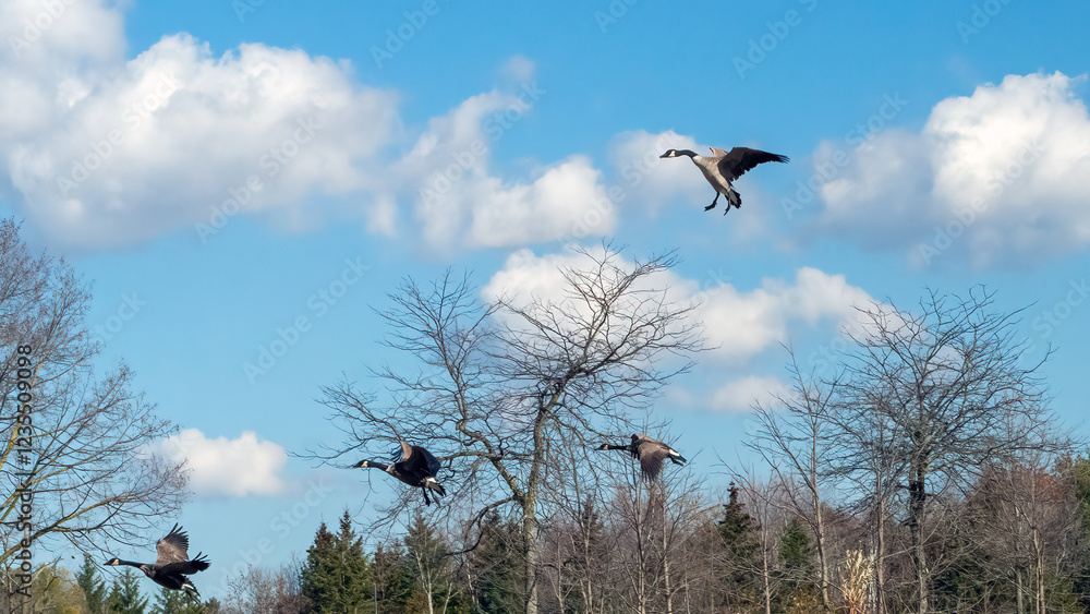 A flock of Canada geese landing for a rest after a long migration trip A flock of Canada geese landing for a rest after a long migration trip