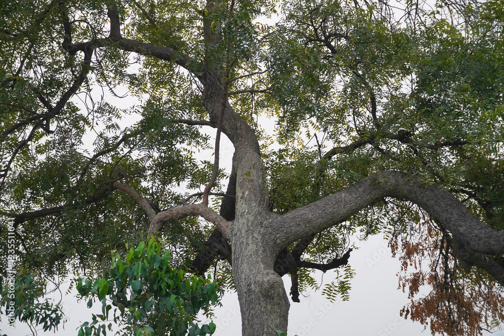 Fototapeta premium Majestic Tree with Sprawling Branches