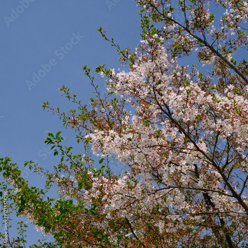 blooming tree