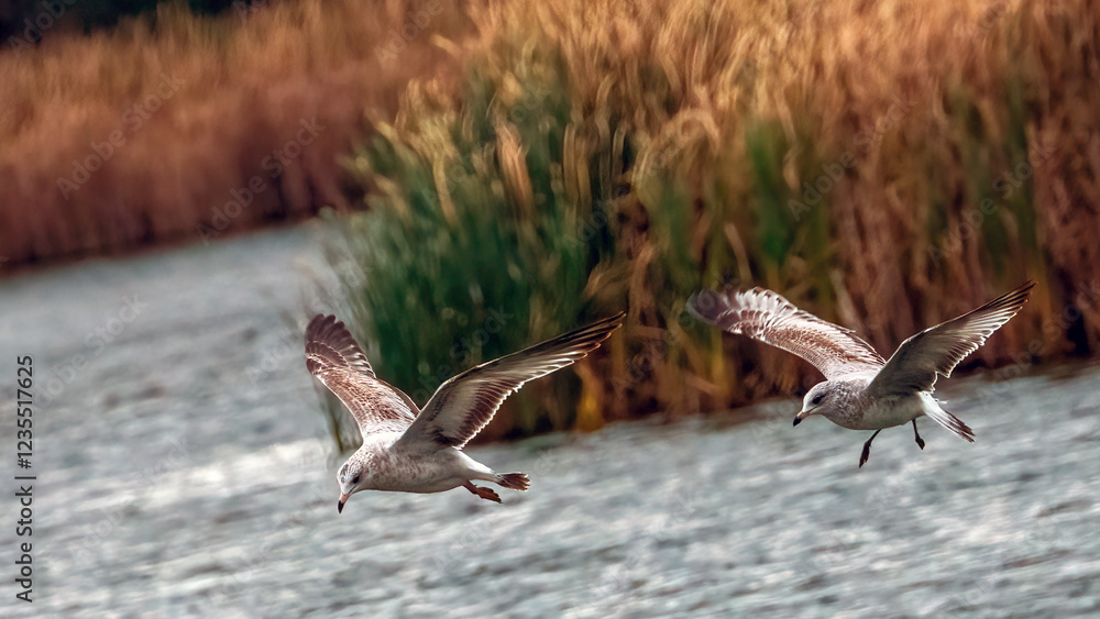 Fototapeta premium Seagulls swoop down from the air to catch prey in the water