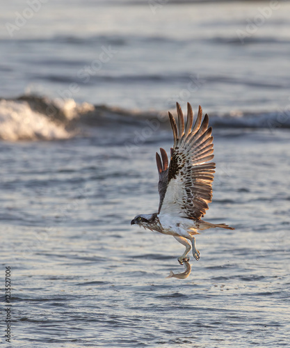 An Australian Eastern Osprey taken flight over the ocean surf with a fish in its talons and breaking surf in the background photo