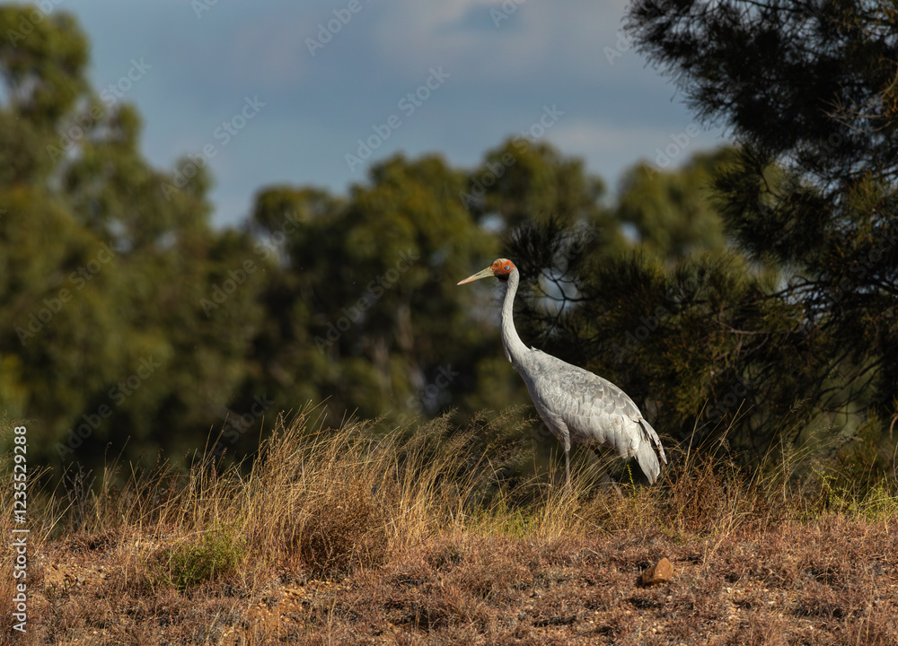 Fototapeta premium Brolga walking through the scrub in Western Queensland, Australia