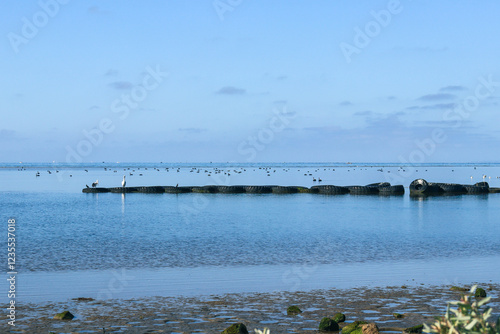 Photography calm water in sea and birdlife