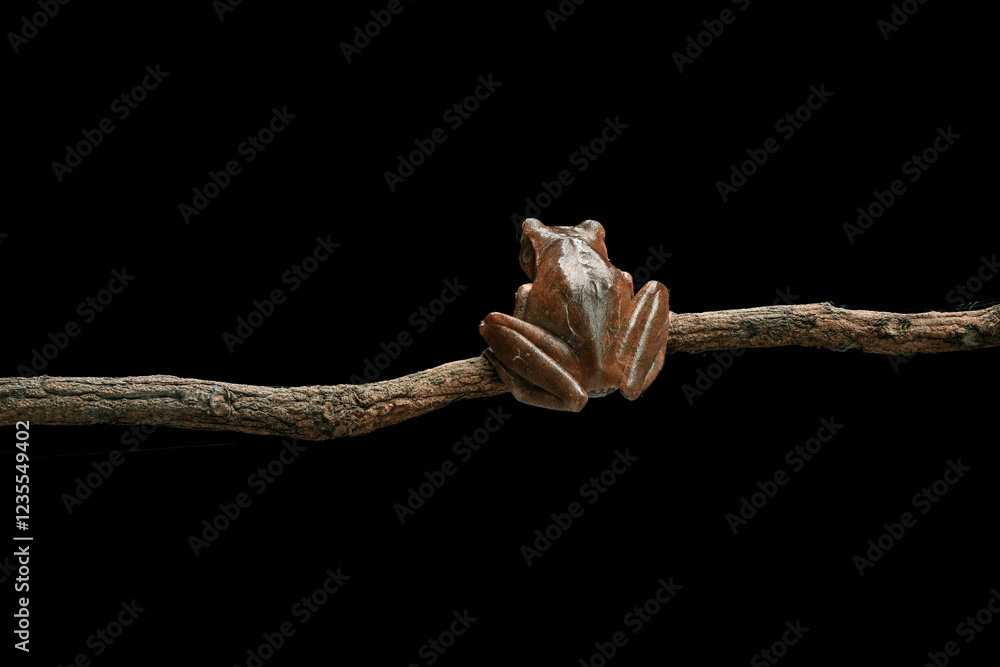 Fototapeta premium Tree frog resting on tree branch with large eyes for night vision