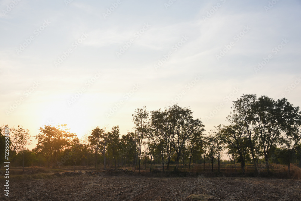 landscape with a field in the foreground and a line of trees in the background. The sun is either rising or setting, casting a warm glow over the scene. landscape with a field in the foreground and a line of trees in the background. The sun is either rising or setting, casting a warm glow over the scene.