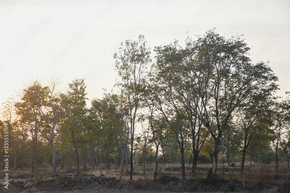landscape with a field in the foreground and a line of trees in the background. The sun is either rising or setting, casting a warm glow over the scene. landscape with a field in the foreground and a line of trees in the background. The sun is either rising or setting, casting a warm glow over the scene.