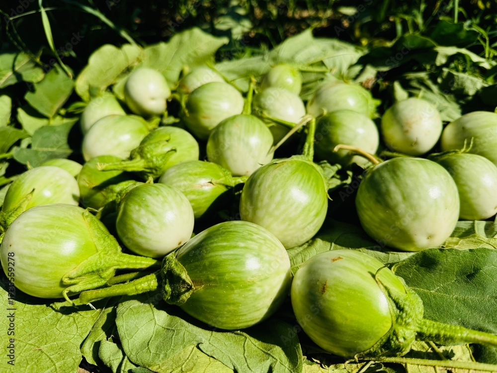 Fresh organic green brinjals are growing up in the kitchen garden, people prefer to grow for cooking because of it safe of chemical. High vitamins and benefits for health and digestive system.
