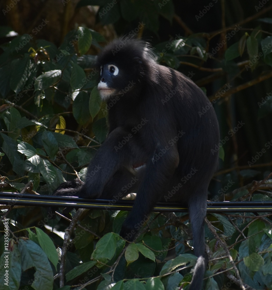 Fototapeta premium Pretty langur monkey resting on a wire in the Penang Botanical Gardens, Malaysia