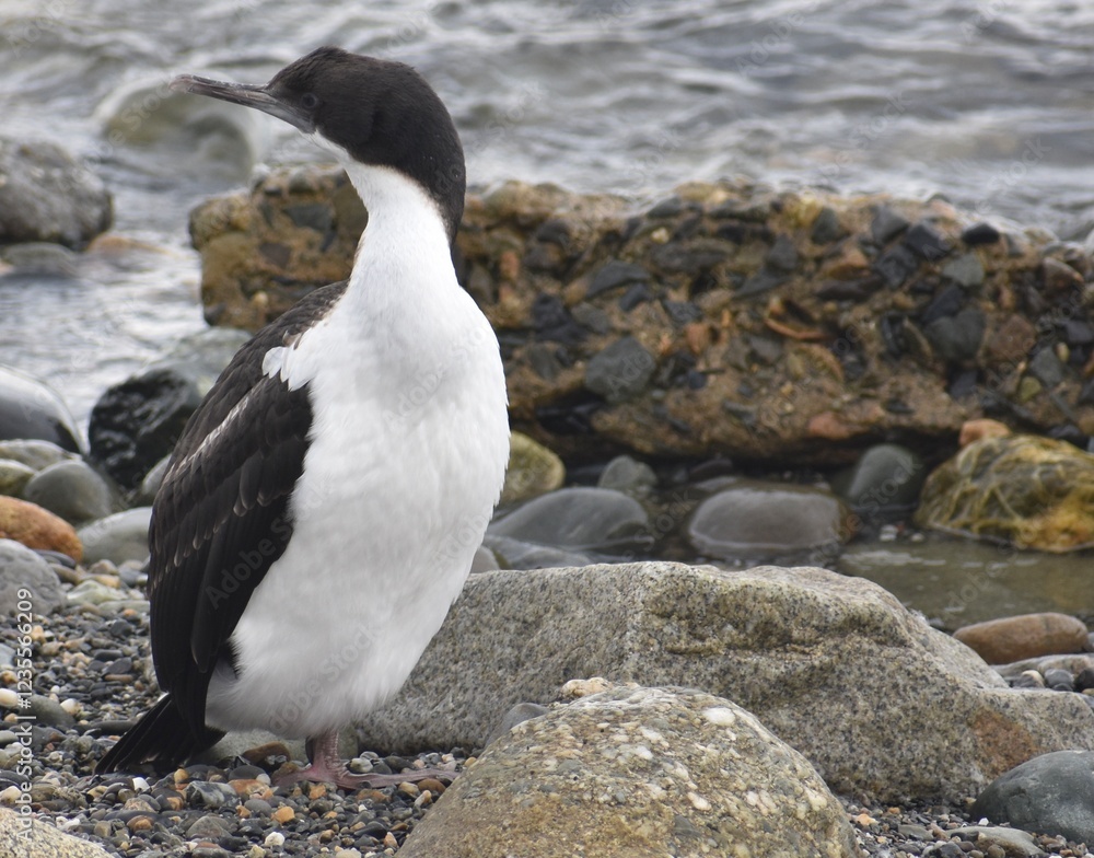 Fototapeta premium Cormorant standing on a rock next to the water