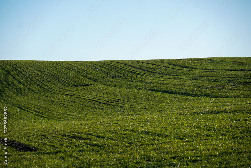 Dew-covered wheat sprouts in a morning field