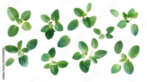 Fresh oregano sprigs, overhead view, white background, culinary use