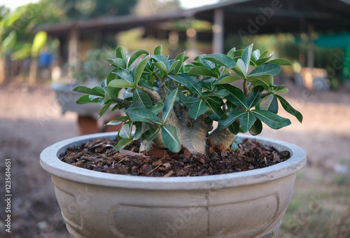 Adenium in pot, is a beautiful Adenium that is suitable for decoration.