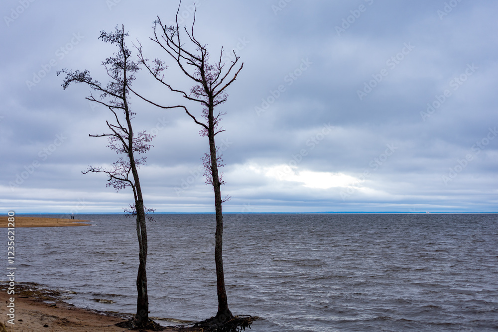 Lonely trees on the seashore on a cloudy day Lonely trees on the seashore on a cloudy day