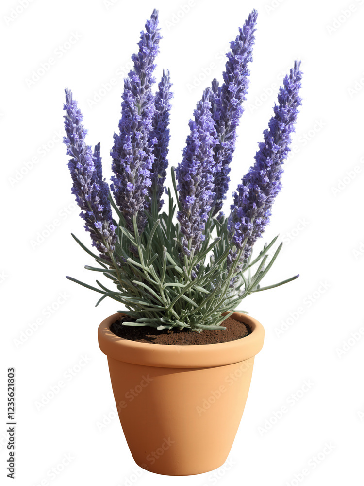 Fototapeta premium Lavender (Lavandula angustifolia) Fragrant herb with tall spikes of purple or blue flowers, often grown in large clay or ceramic