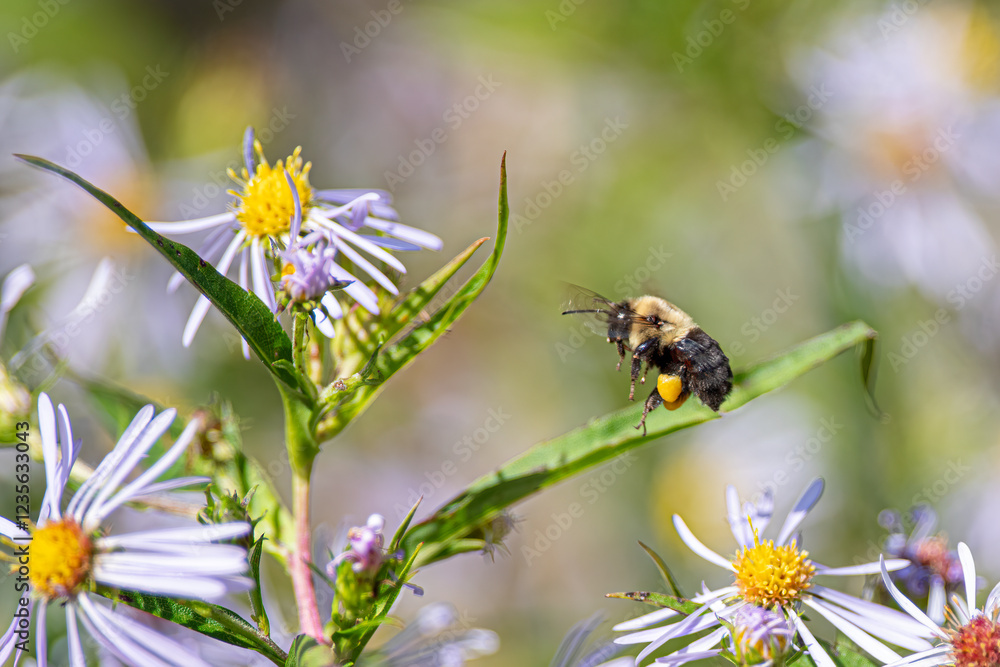 Bumblebee in Flight Among Wildflowers Bumblebee in Flight Among Wildflowers