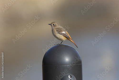 ジョウビタキの横顔