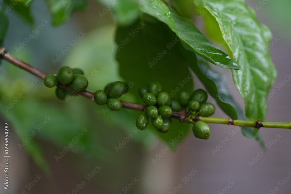 Close up Green seed berries harvest arabica coffee garden. Green coffee bean berry plant fresh raw seed coffee tree growth in eco organic farm. Fresh coffee bean green leaf bush ecology berry plant Close up Green seed berries harvest arabica coffee garden. Green coffee bean berry plant fresh raw seed coffee tree growth in eco organic farm. Fresh coffee bean green leaf bush ecology berry plant