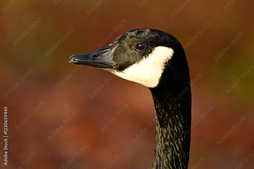 Kanadagans // Canada goose (Branta canadensis) Kanadagans // Canada goose (Branta canadensis)