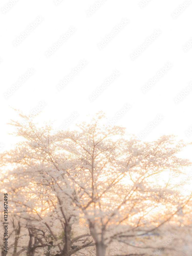 Fototapeta premium 桜の花のある風景。まぶしい夕陽に照らされた桜のボケた素材。子供の頃の夕方の記憶。心象風景。