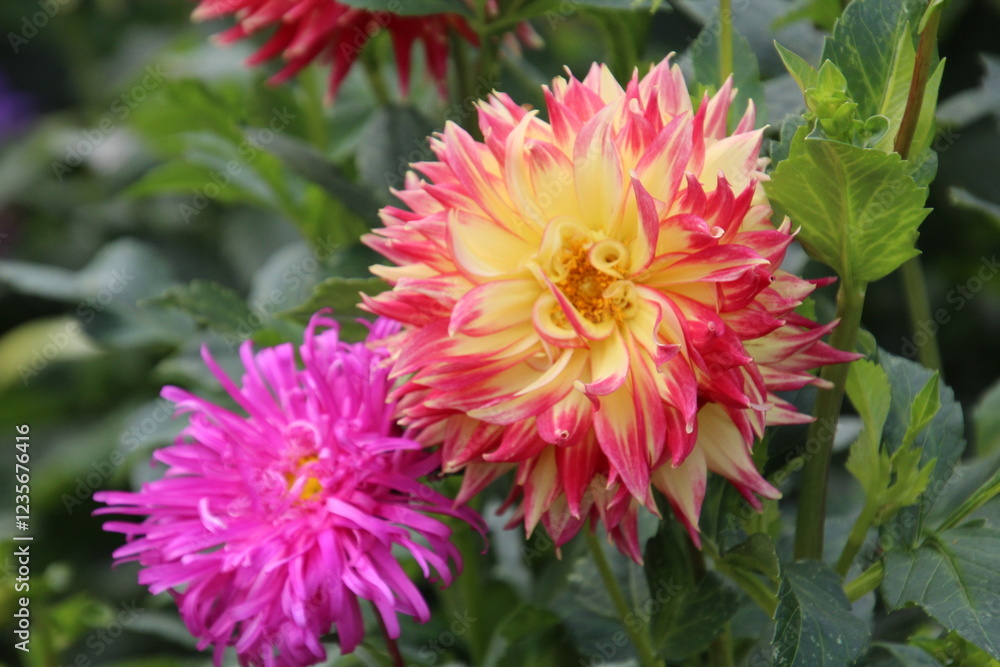 pink and yellow dahlia pink and yellow dahlia