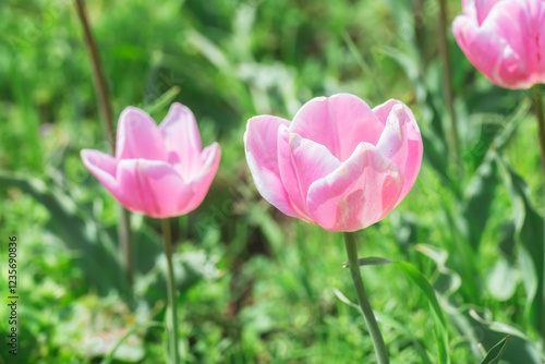 足立区の農業公園に咲くチューリップの花