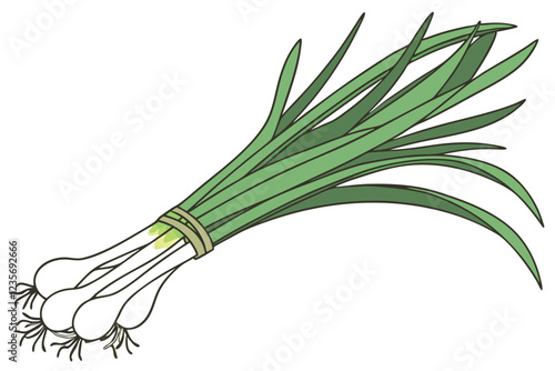 Photo of a bunch of green onions on a white background, taken from above, showing the entire bunch, the onions are green and white with long, thin, green leaves and white bulbs at the bottom, the ligh