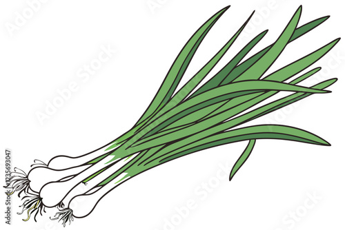 Photo of a bunch of green onions on a white background, taken from above, showing the entire bunch, the onions are green and white with long, thin, green leaves and white bulbs at the bottom, the ligh