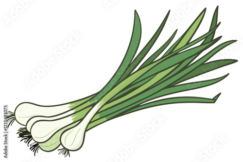 Photo of a bunch of green onions on a white background, taken from above, showing the entire bunch, the onions are green and white with long, thin, green leaves and white bulbs at the bottom, the ligh