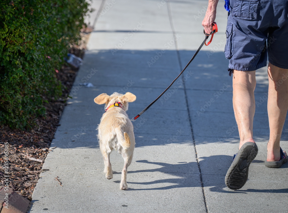 Woman walking the dog on the pedestrian walkway on a sunny summer day. California.