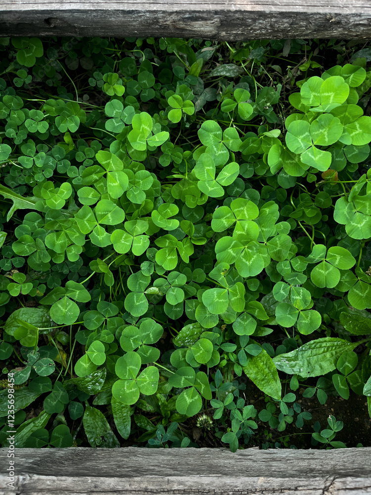 Lucky clover background green grass full frame Lucky clover background green grass full frame