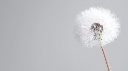 Tableau sur aluminium  Dandelion seed head, close-up, grey background, nature photography, website banner  © BROPRADANA