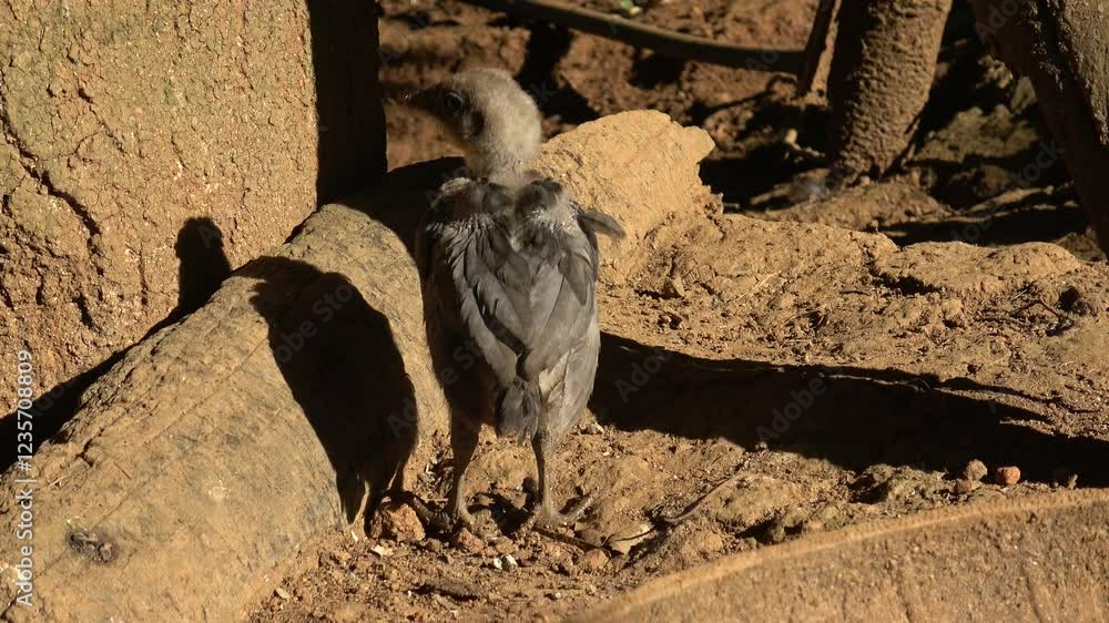 Chicken running on soil ground outdoor on farm sunny day