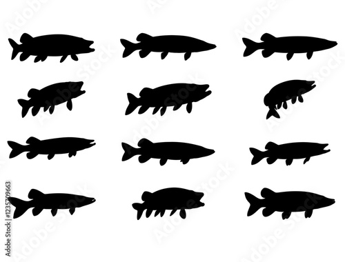 NORTHERN PIKE FISH SILHOUETTE ON WHITE BACKGROUND