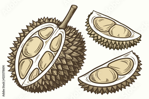 Botanical illustration, durian fruit, multiple angles, cross-section, spiky exterior, creamy flesh, realistic details, high resolution, isolated on white background, scientific accuracy, vintage botan